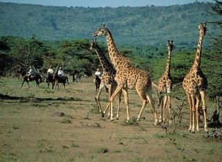 Jirafas Zoofari